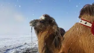 Буйлган шарын явдал Camel step - Морин хуурч П.Мөнхжин