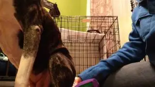 How to wrap a happy tail