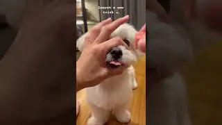 Charlotte learnt a new trick 💫 #dog #dogsofyoutube #maltese #dogshorts #viral #youtubeshorts #fyp