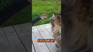 Cat VS Mouse