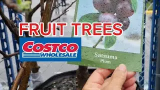 Fruit Trees At Costco