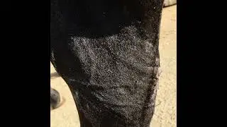 Vienna's legs post op 2016