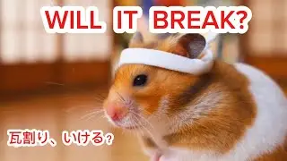 First Tile-Breaking Challenge&hellip; An Unexpected Result |瓦割り初挑戦。まさかの結果に&hellip;🐹【食いしん坊ハムスターのプリン】