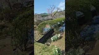 Весна в Японии, Ашикага парк 🌸 3. 日本🗾 Japan #sakura #travel #flowers #spring #nature #trip #vlog