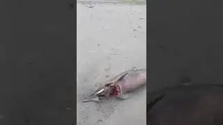 Dead dolphin on Irish beach and Dolly Got Rescued!