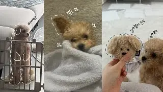 봄vlog) 우리집에도 드디어강아지가..!! | 푸들성장일기 | 푸들은쉽지않지 | 강아지브이로그 | 사람도처음 강아지도처음이라서..🫶 | 강아지입양