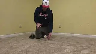 Bulldog ball drops