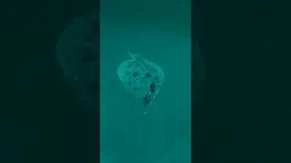 Cape Cod Fluke Fishing - Underwater View! #shorts