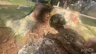 ASMR in nature