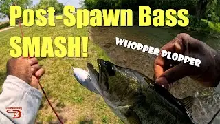 Whopper Plopper Topwater Bass FathersDay!
