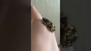 Ручной пятнистый древолаз