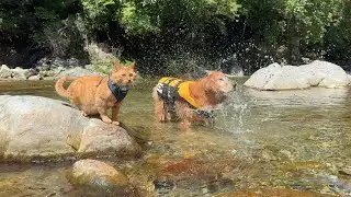 川遊びに慣れすぎた愛猫が相変わらずとんでもないw