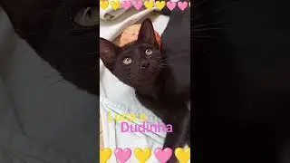 gatinhos e doguinhos 🐈🐕#gatos #pet #pets #gato #gateiro