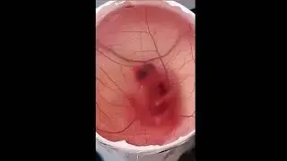 a duck egg Inside the Embryo