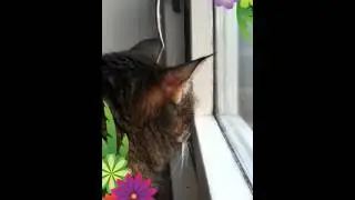 I wantz Birdies!