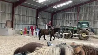 Online show IHSGB class11 ring 3 elaine homyer and &Ouml;lnir