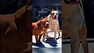 dog's transformations ☠️ #trollface #trolling #editing #memes #trending #transformation