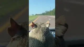#SQUBER Cutest Driver Ever 🐿🚕 #squirrel