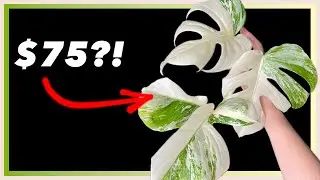 The thing about Selling PLANTS on Livestream...