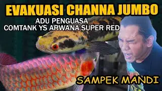 NGEERRRI‼️COMTANK CHANNA JUMBO VS ARWANA SUPER RED