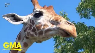 Family speaks out after toddler was picked up by giraffe on drive-thru safari