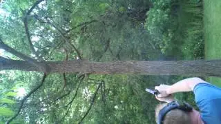Tree trimming Nate style