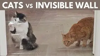 Cats vs Invisible Wall