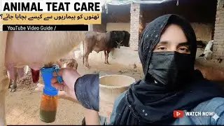 Teat Care | Preventing Mastitis and Improving Milk Quality | Dipping lattic acid