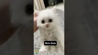 Ever seen a cat turn into a frozen statue? Watch what happens when their scruff gets grabbed!