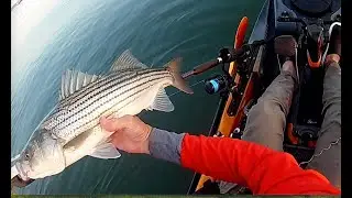 Handling two Striped Bass at one time