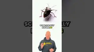 What Are Stink Bugs ?