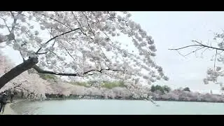 CHERRY BLOSSOMS TIDAL BASIN WASHINGTON DC(వాషింగ్టన్ డిసిలోని చెర్రీ బ్లాసమ్స్ టైడల్ బేసిన్) 01