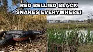 Red bellied Black Snakes in Suburban Sydney!