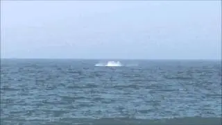 humpback whale performs peduncle throw in front of approaching sail boat on Sep 9, 2015
