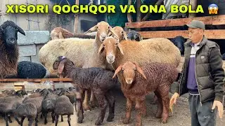 IKROM AKADA DAXSHAT XISORI QOCHQOR + ONA BOLA ARZON 😱 
