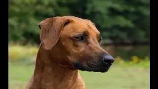 Rhodesian Ridgeback Temperament / Character Test