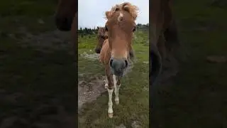 Hiking the Appalachian Trail with Wild Ponies #appalachiantrail #graysonhighlands #virginia #hiking