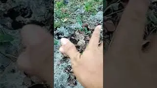 Swerteng ibon at kamay
