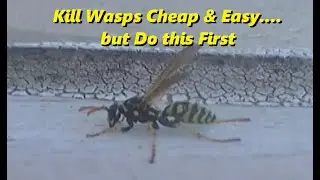 Kill Wasps & Hornets Cheap & Easy       #hacks #diy #pestcontrol #wasps #home