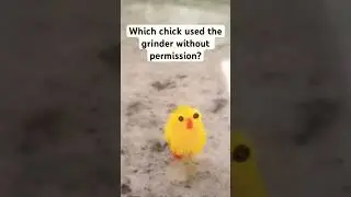 Which chicken used the grinder without permission?
