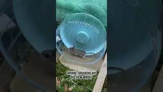 Cheddy Checking Out His New Wheel 🐭🥰