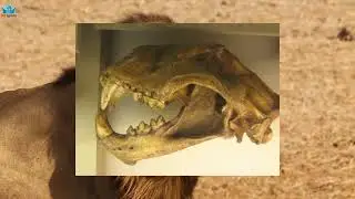 Extinct American Lion Facts: Everything You Need to Know! 🦁🔍
