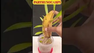 Parthenocarpy #science #biology #shorts