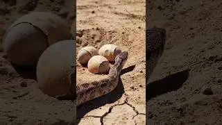 Snake Discovers a Dinosaur Nest &ndash; Realistic AI Wildlife Scene