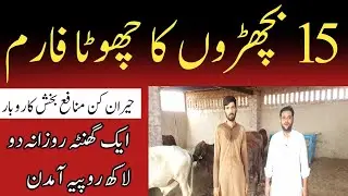 Small Bachra Farming |Fattening Business in Pakistan |3 Month Business idea