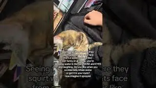 It&rsquo;s not called sensitive cuz, just something called awareness!! #trend #cat #viral #fyp #algorithm