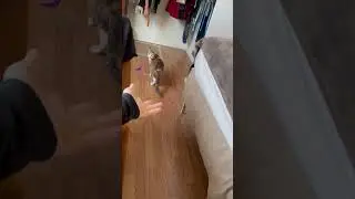 Derpy fetch fail