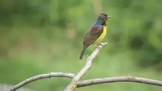 Brown Throated Sunbird