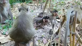 Mama Princess Bring Her Bb Walk Follow Blacky Near Bamboo Tree /On Apr 3.2025.MHC.16