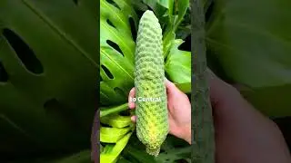 Фрукт, который невероятно вкусный, но может навредить 🤯